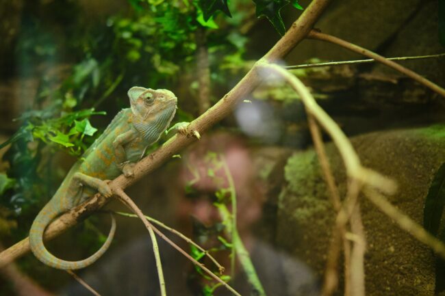 Especialista en animales exóticos de zoológico